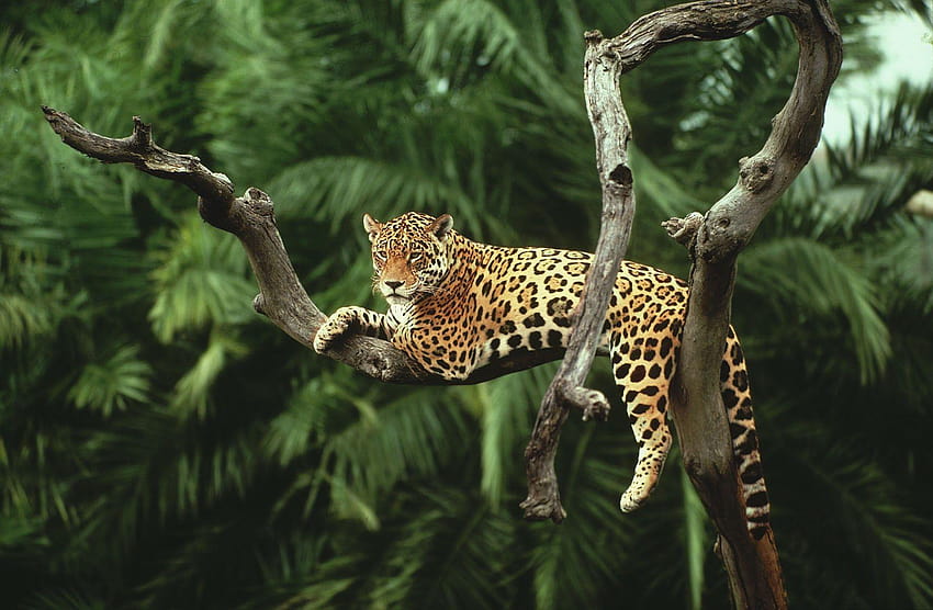 Amazonas-Regenwald-Galerie, Amazonas-Wald HD-Hintergrundbild