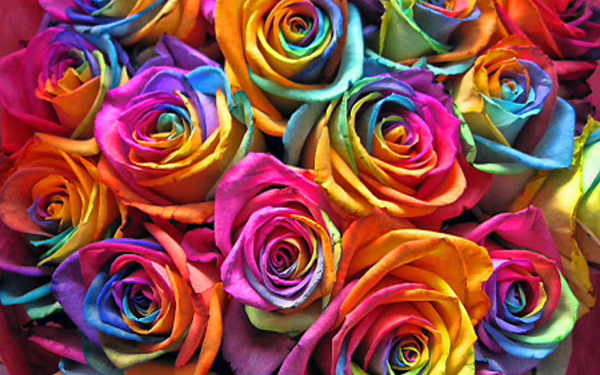 colorful roses, macro, rainbow flowers, bouquet of roses, bokeh, colorful flowers, roses, buds, colorful roses bouquet, beautiful flowers, backgrounds with flowers, colorful backgrounds with resolution 2880x1800. High HD wallpaper