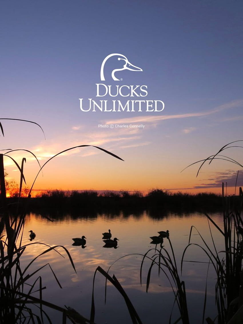 ducks unlimited mobile, hunting iphone HD phone wallpaper