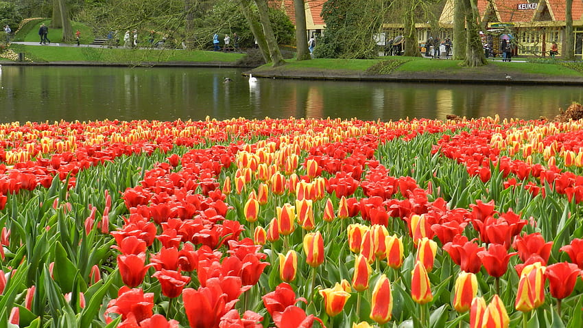 Keukenhof Botanical Garden In Lisse, Netherlands HD wallpaper