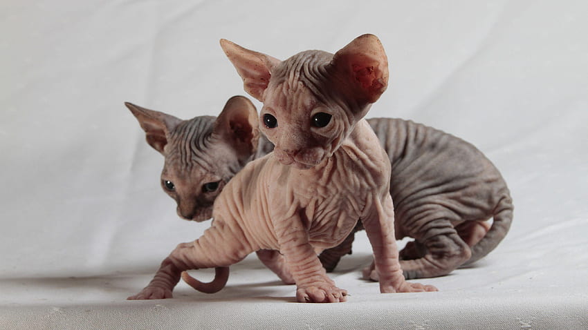 Chatons Chat Sphynx Chats Deux Animaux 3840x2160, chatons sphynx Fond d'écran HD