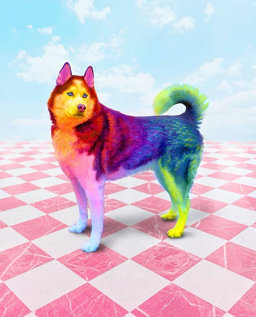 Nyeleti en Colores, cachorros arcoiris fondo de pantalla del teléfono
