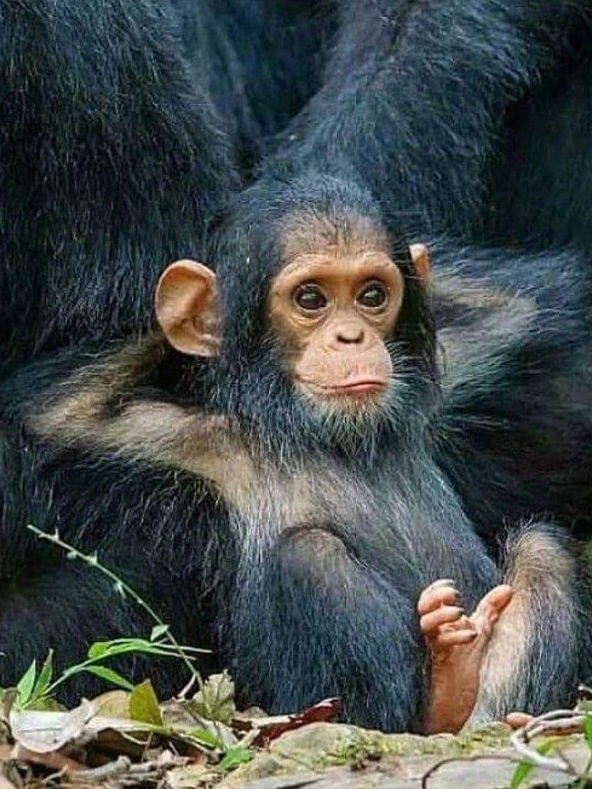 Czego nie kochać w małym szympansie?!, pan troglodytes baby Tapeta na telefon HD