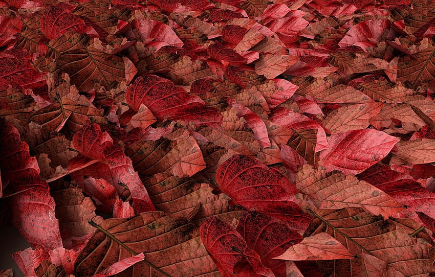 automne, feuilles, arrière-plan, coloré, rouge, automne, feuilles, automne, section текстуры, feuille d'automne brune Fond d'écran HD