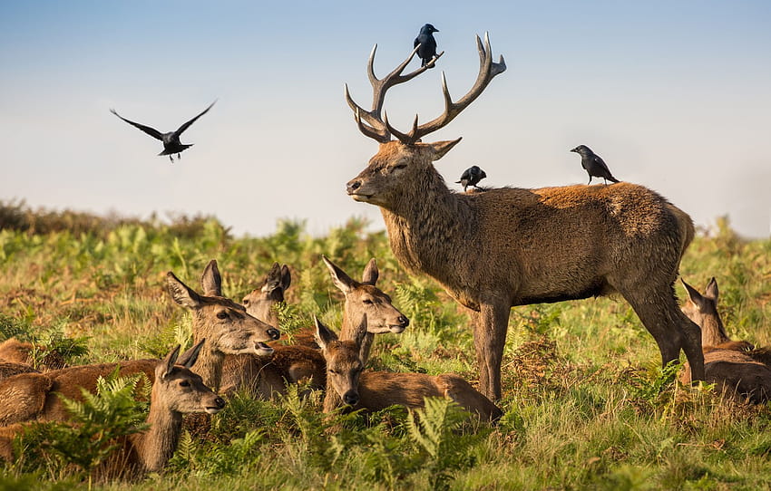 deer, wildlife, crows, family, antlers, red deer , section животные, family deer HD wallpaper