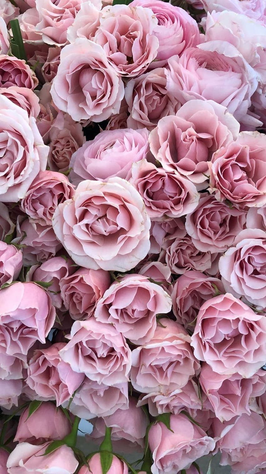 Mawar merah muda berdebu., mawar berdebu wallpaper ponsel HD
