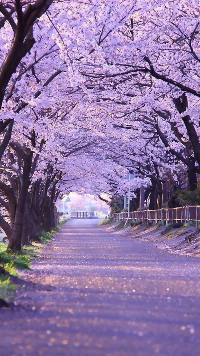 Sakura Blossom Street iPhone 8, árboles de sakura fondo de pantalla del teléfono