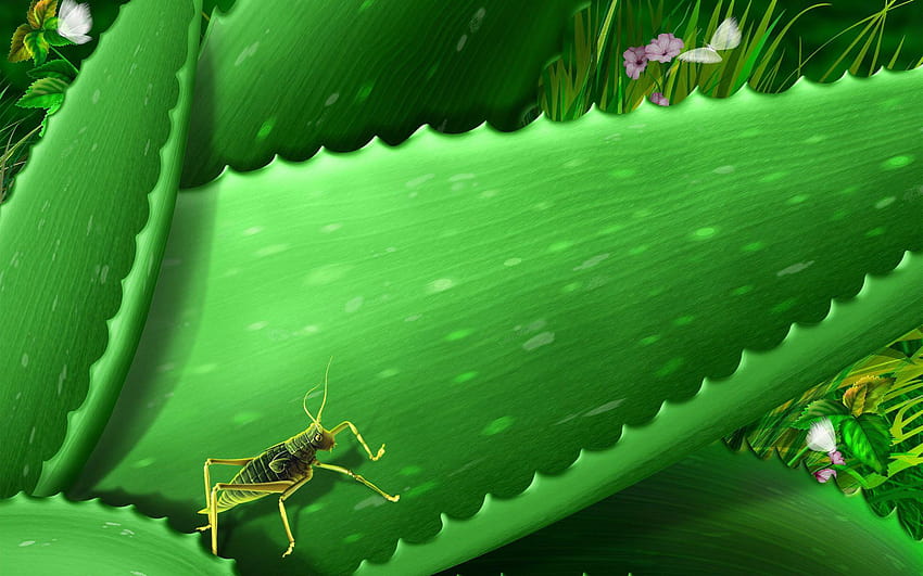 Grasshopper on aloe vera HD wallpaper