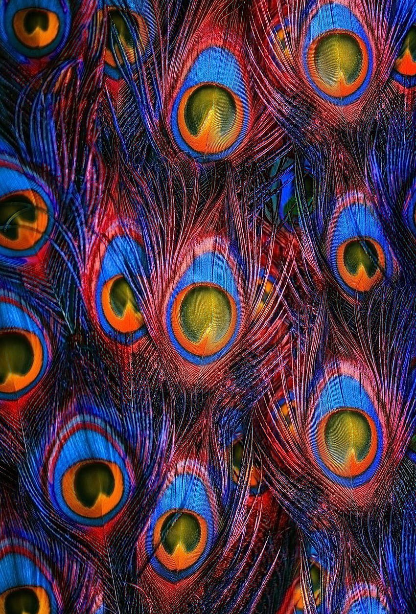 Penas de pavão, of peacock feather HD phone wallpaper