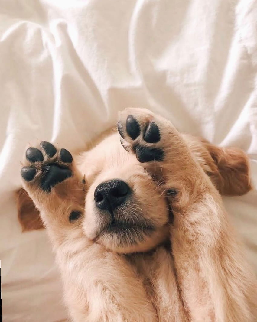 1 süße Hundeer Instagram, süßer ästhetischer Hund HD-Handy-Hintergrundbild