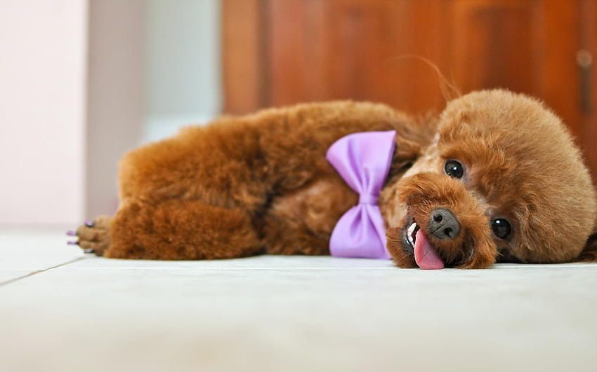 Poodle Dog Bow Tie 49989 1920x1200px HD wallpaper