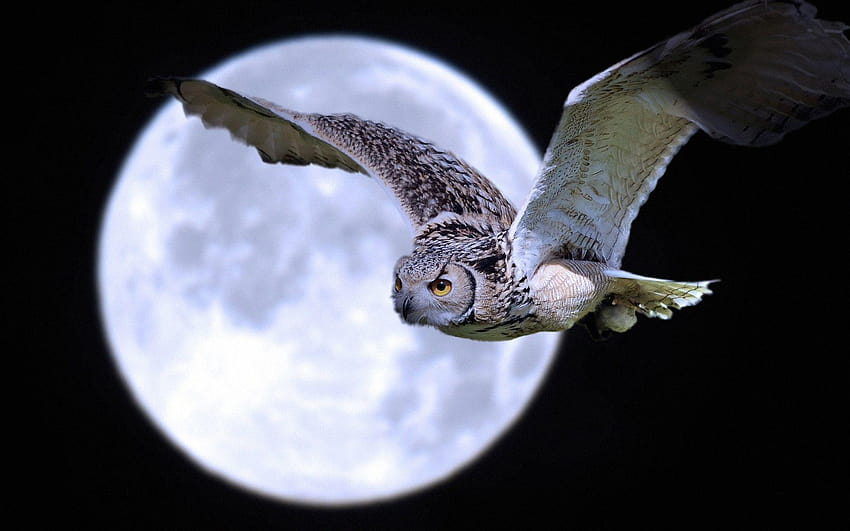 Arianrhod S Owl Night Owl Moon Night Owls Hd Wallpaper Pxfuel