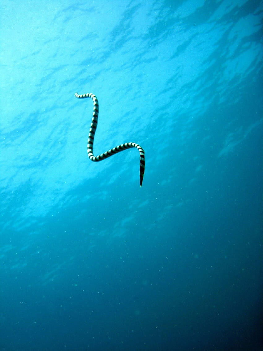 1920x1080px, 1080P Free download | Banded Sea Snake Ascending for fresh ...