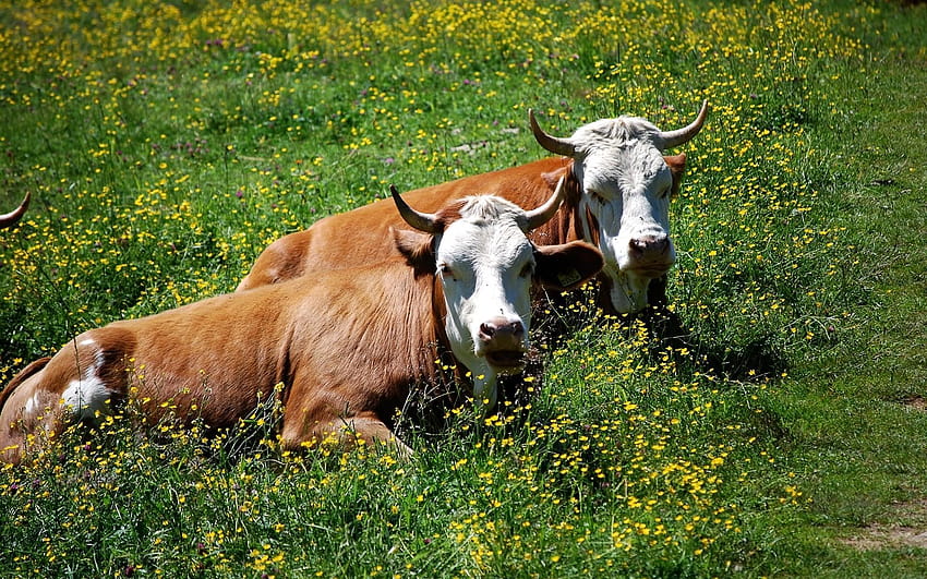 Cows , cow print computer HD wallpaper | Pxfuel