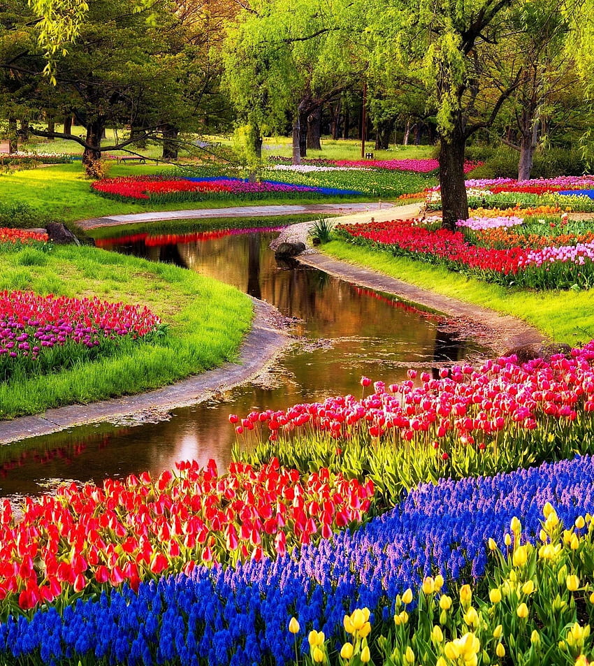 14 powodów, dla których warto odwiedzić Holandię wiosną!, kwiaty tulipanów holenderskiej wiosny Tapeta na telefon HD