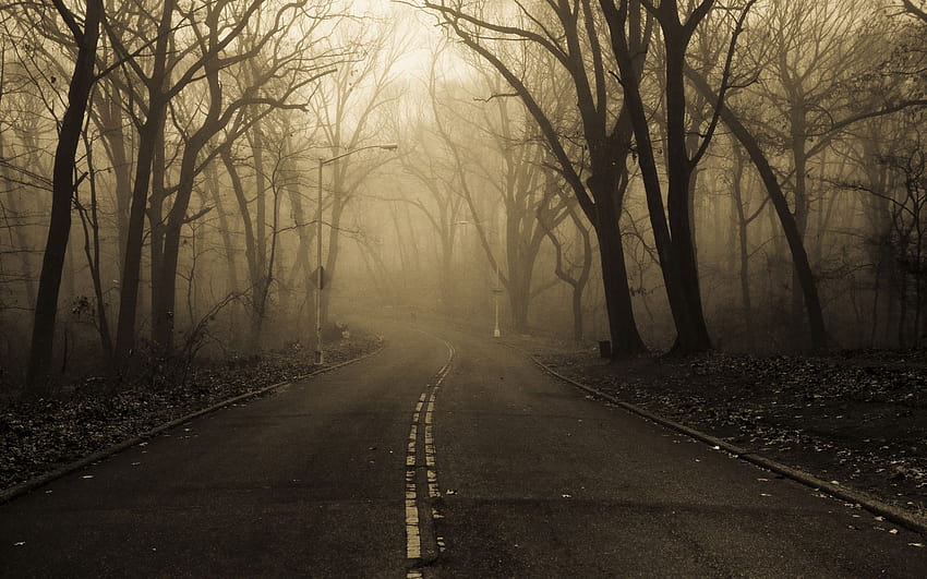 Landscapes Nature Roads Trees Forest Fog Mist Haze Dark Spooky, haunted autumn HD wallpaper