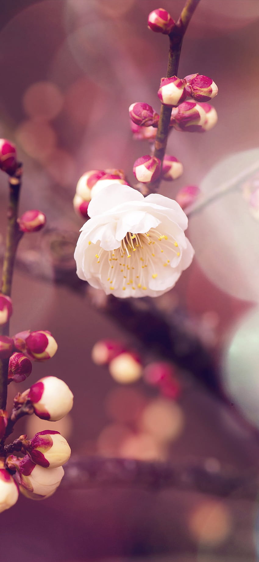 Kayısı çiçeği tomurcuğu parlaması bahar iPhone X HD telefon duvar kağıdı