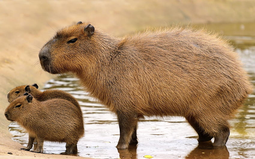 Capybara Fond d'écran HD