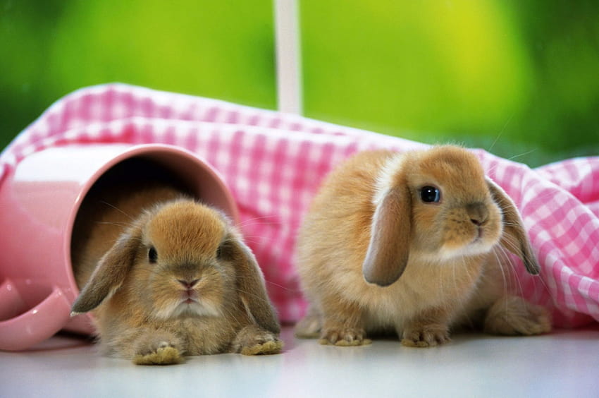Cute Baby Rabbit, cute bunnies HD wallpaper | Pxfuel