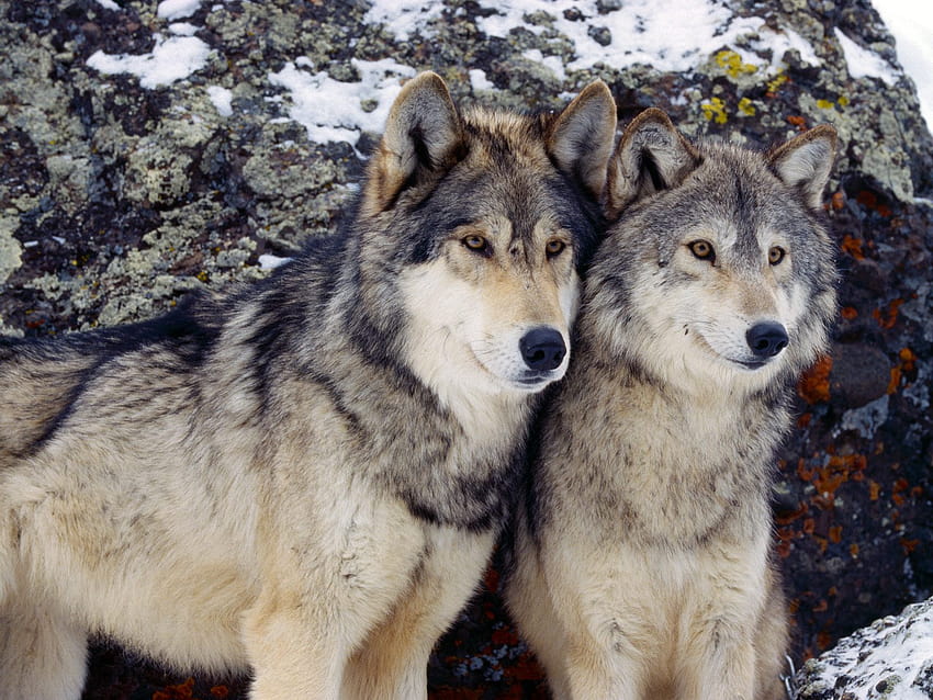Pasangan yang cantik, pasangan serigala Wallpaper HD