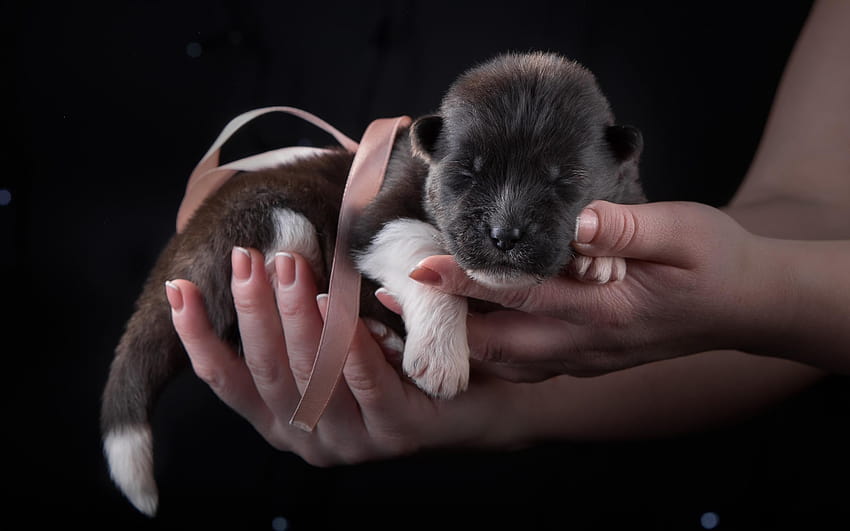 อเมริกันอากิตะ ลูกหมาสีดำตัวเล็ก ตัวเล็ก ของขวัญลูกหมา วอลล์เปเปอร์ HD