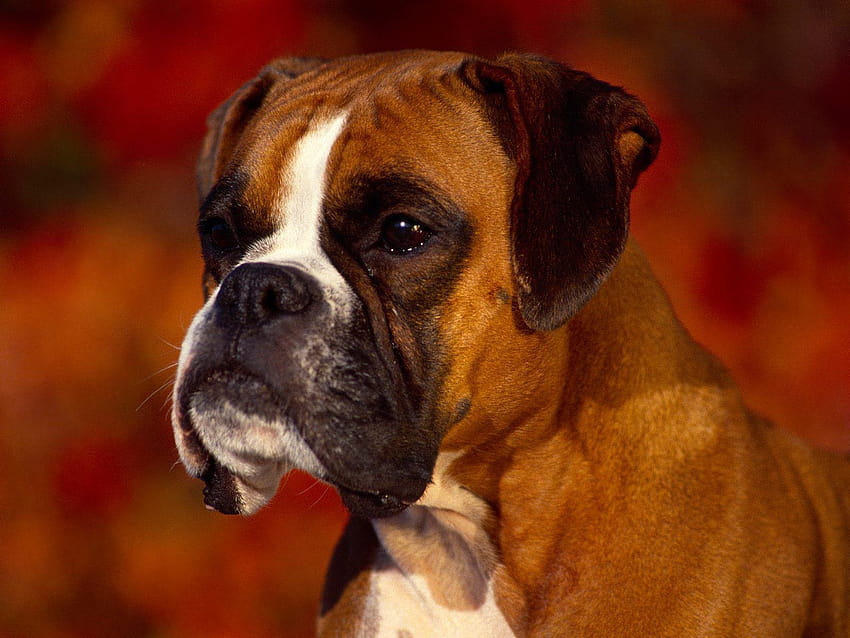 ideas about Cute Boxer Puppies Boxer Puppies 900×587 HD wallpaper