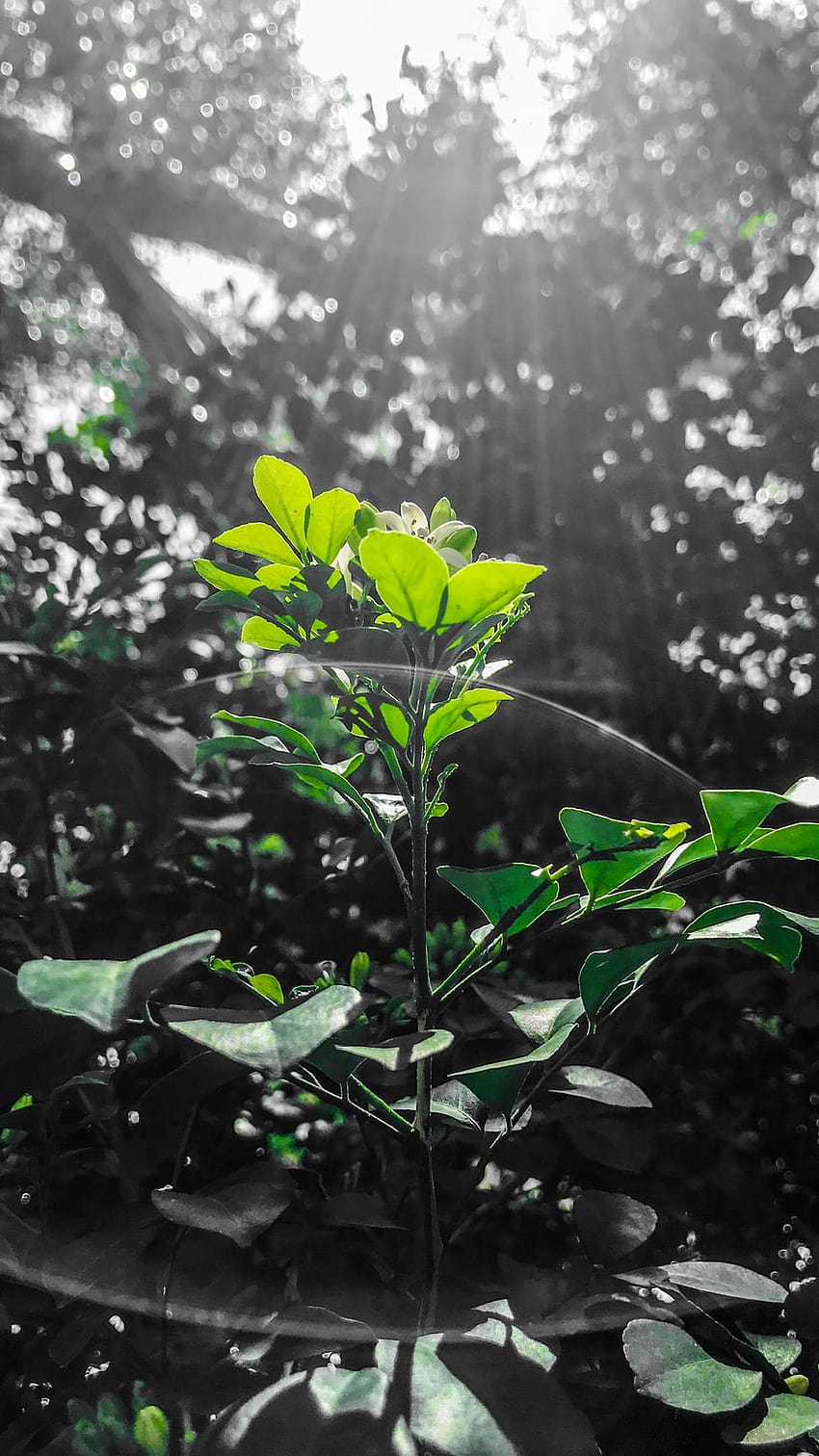 растение със зелени листа в близост до високи дървета – Зелено, засаждане на дървета HD тапет за телефон