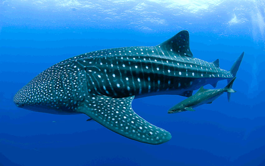 Whale Shark Wallpapers  Wallpaper Cave