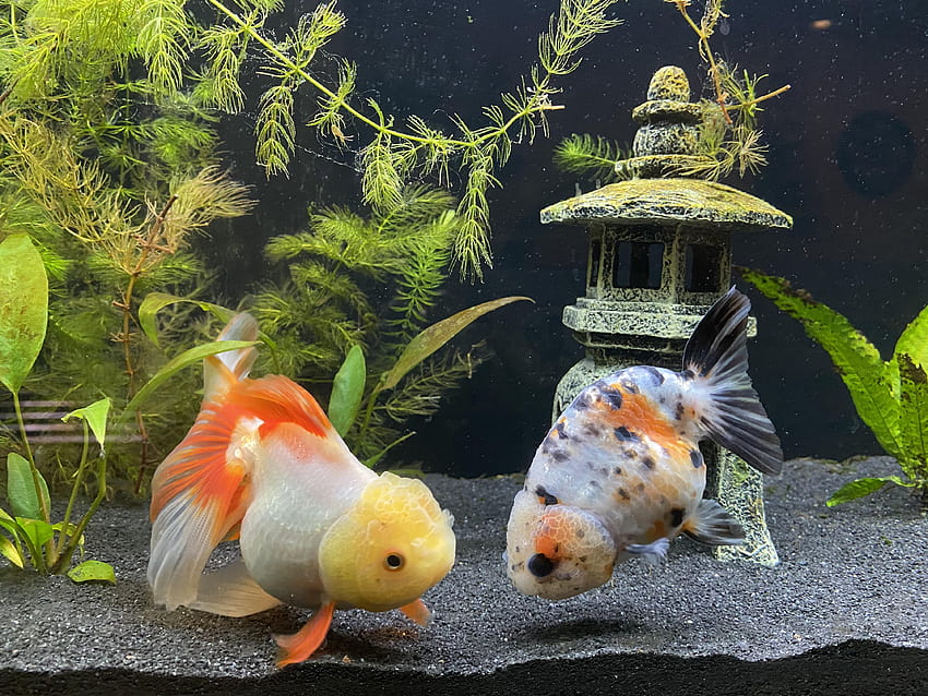 Hello new to the community! This is Axo the oranda and Chu Chu the ranchu. They're in a 37 HD wallpaper