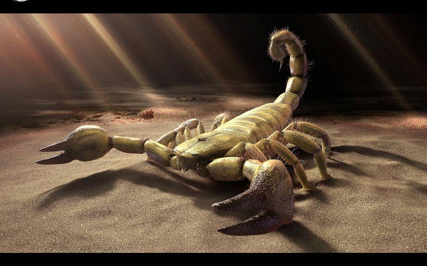 scorpion background HD wallpaper