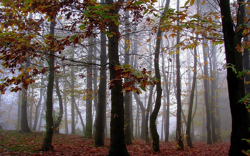 Floresta: Bosque Folhas de Outono Árvores de Outono Floresta papel de parede HD