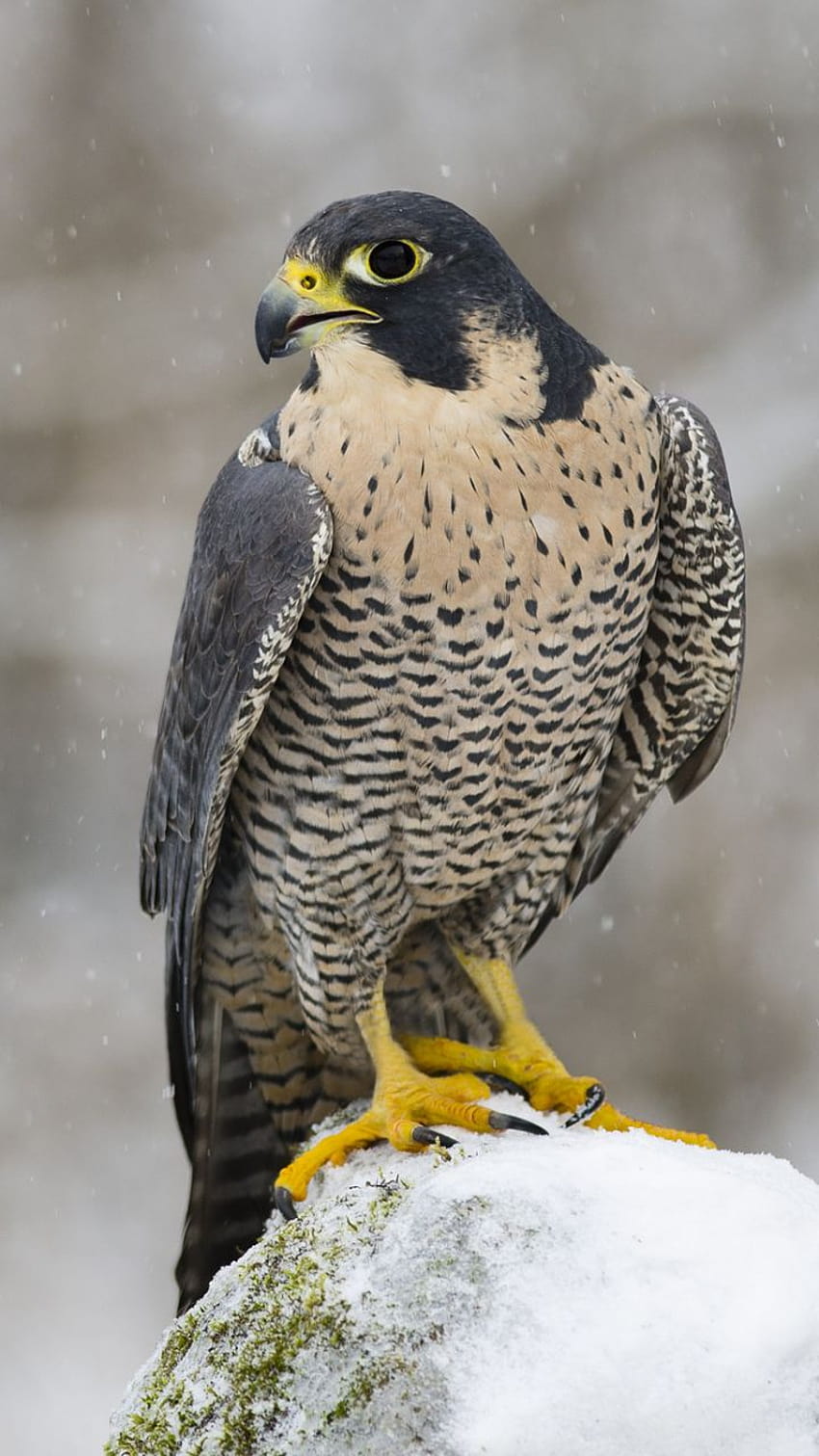 Animal/Falcon, peregrine falcon mobile HD phone wallpaper