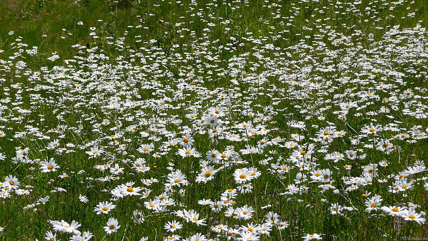 Field Of Daisies Group, vintage daisy HD wallpaper | Pxfuel