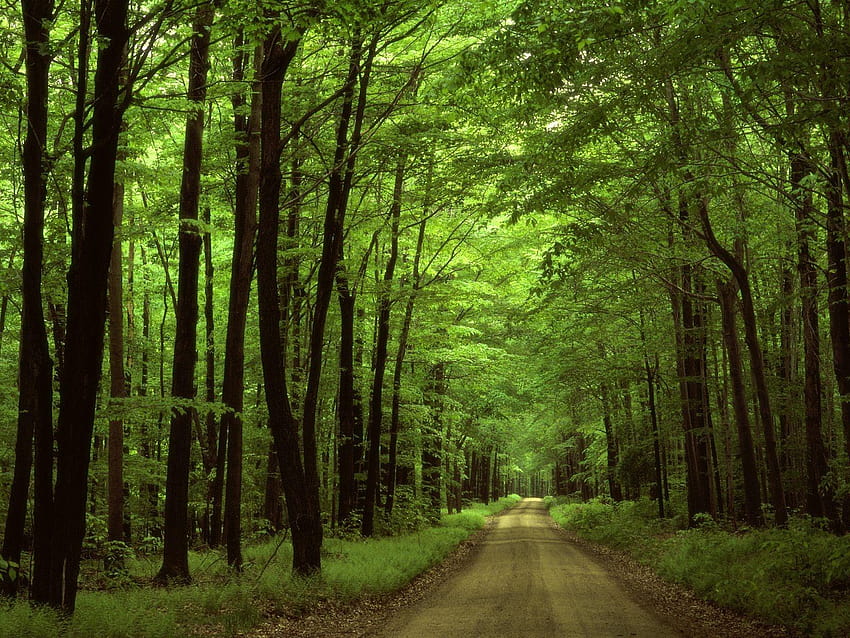 Nature forest trees roads scenery, cloud forest road HD wallpaper