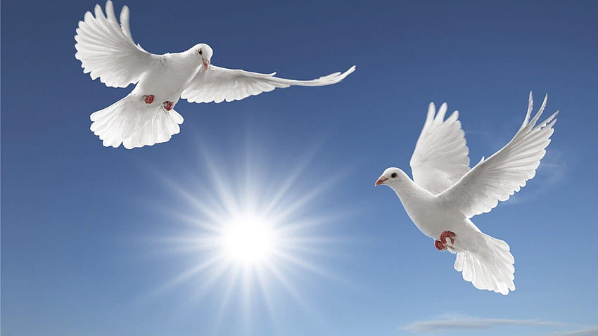 White Doves Sun Rays Tsoncheva Blue Sky And White Cloud HD wallpaper
