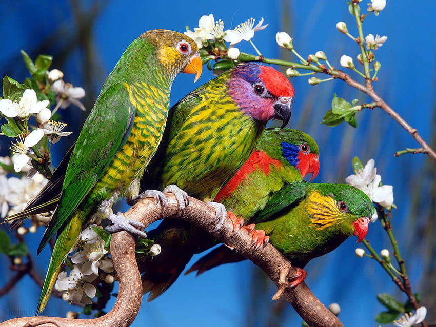 Güzel Doğa Aşk Kuşları Geniş Ekran 2 com, muhabbet kuşları HD duvar kağıdı