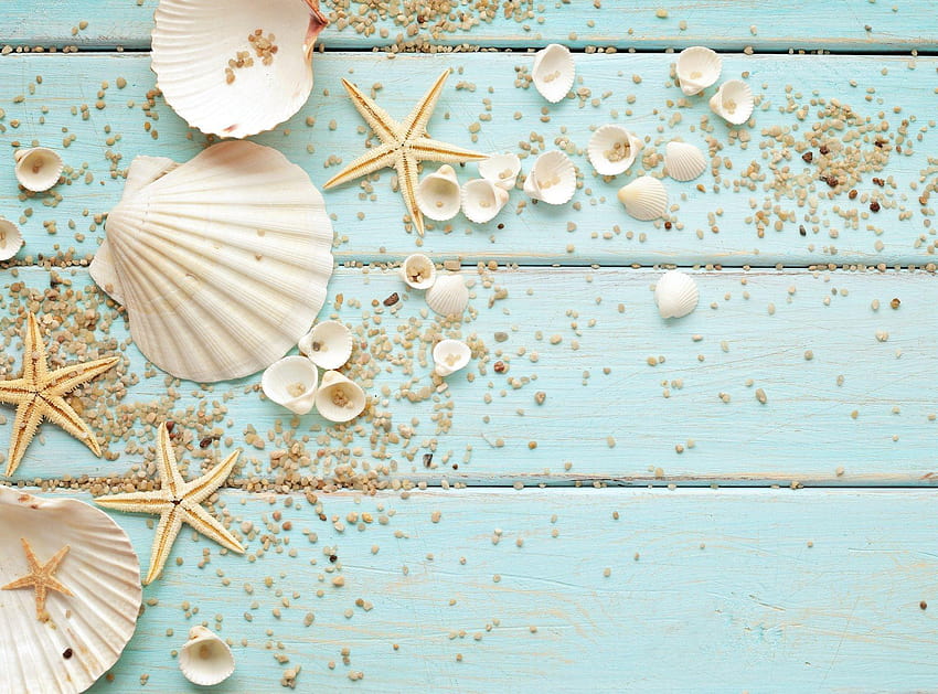 Shell, stones, seashell HD wallpaper