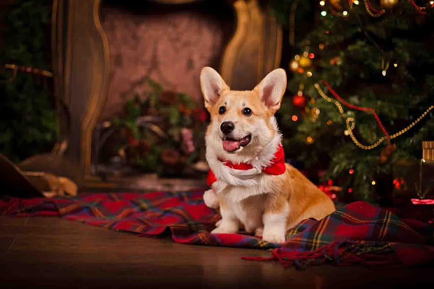 Corgi Wallpaper Christmas