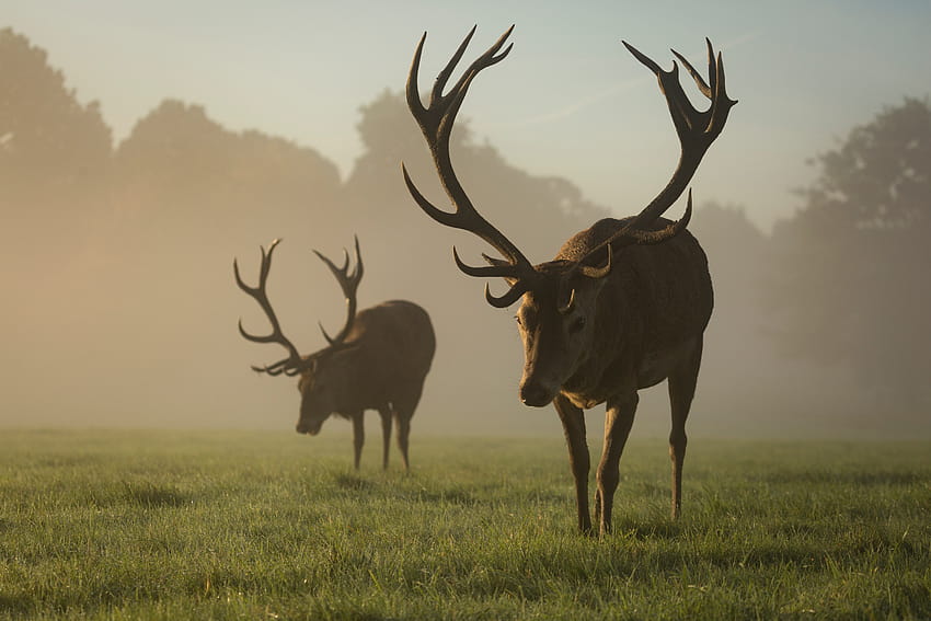 Two red deer stags grazing in the mist, England, red stag HD wallpaper