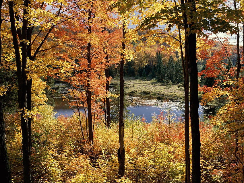 Lac Fortune, Gatineau Park, Quebec, Canadá, paisaje de Quebec, Canadá fondo de pantalla