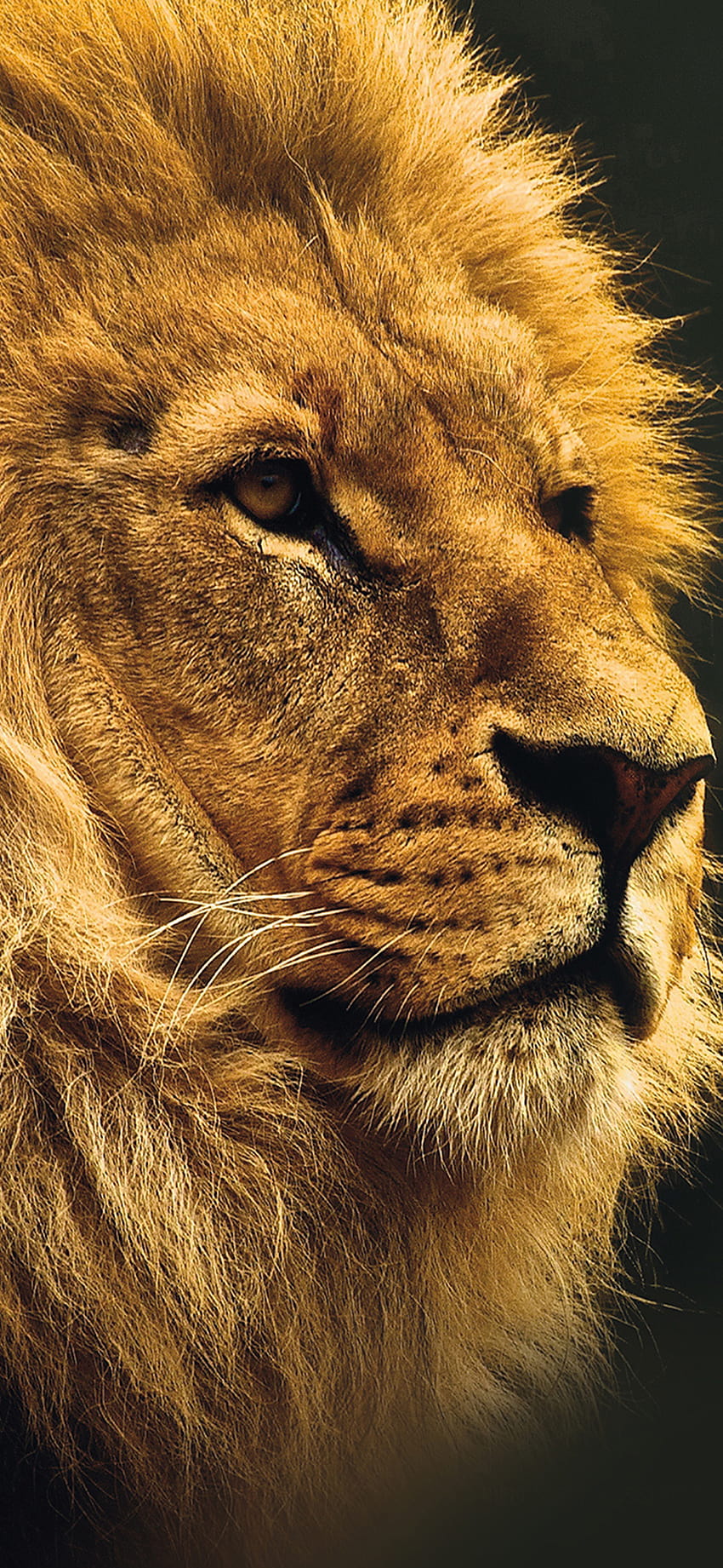 7 Lion Iphone, lion face iphone HD phone wallpaper | Pxfuel