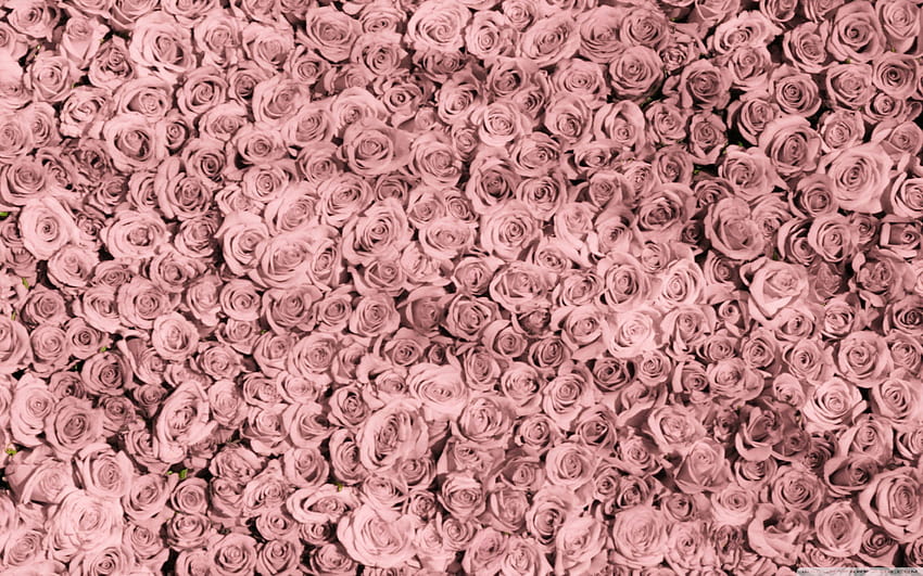 Vintage Pink Roses Tumblr ❤ for Ultra, tumblr vintage 高画質の壁紙