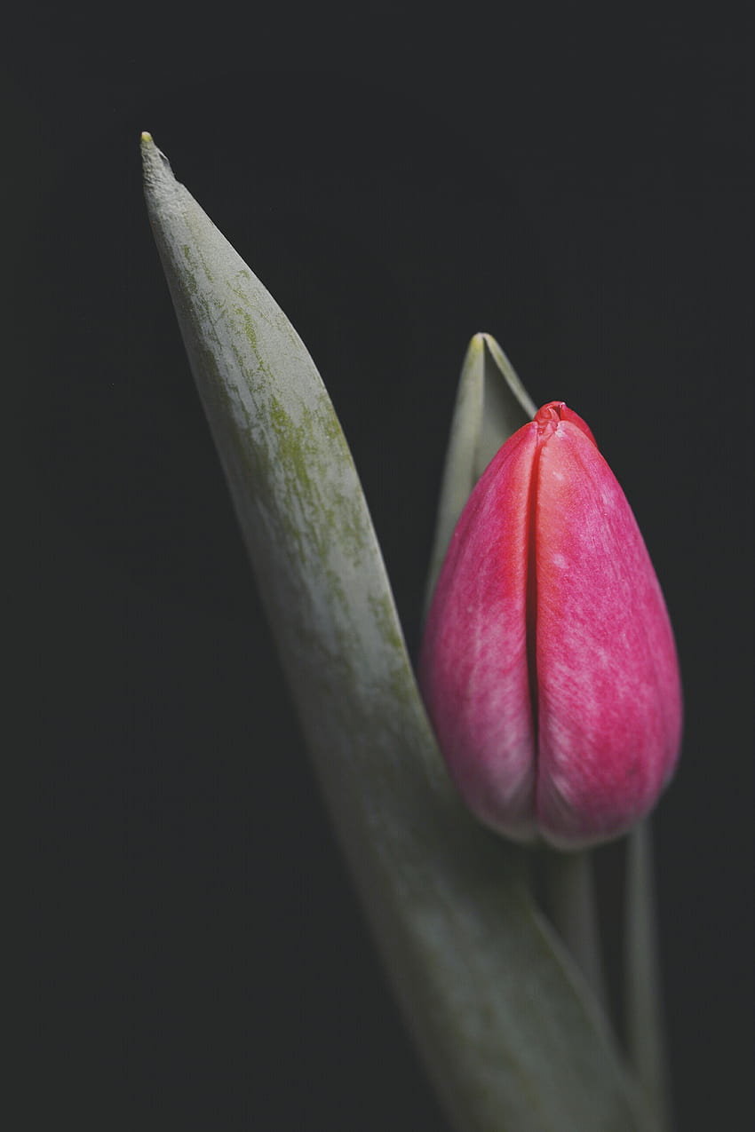 Einzelne Tulpenblume · Stock, dunkle Tulpe iPhone HD-Handy-Hintergrundbild