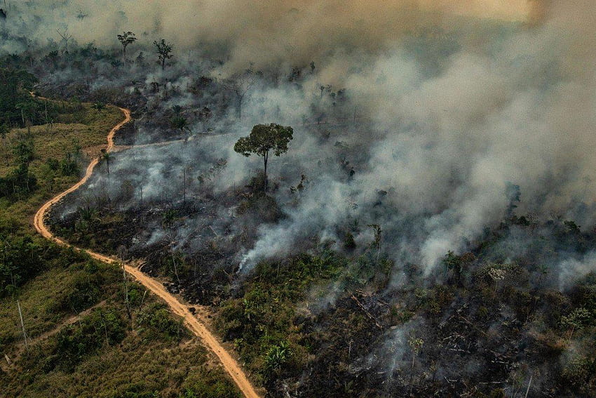 Amazon yağmur ormanlarındaki yangınlar ABD ve Brezilya Amazon Ormanları tarafından körükleniyor HD duvar kağıdı
