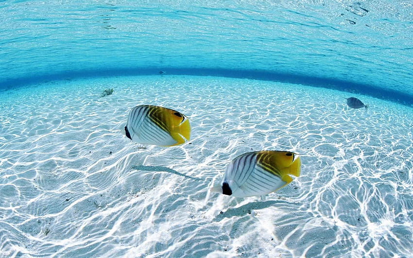 peces, mar, bajo el agua / y s móviles fondo de pantalla