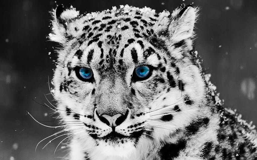 White tiger blue eyes for about, white tiger with blue eyes 3d HD wallpaper