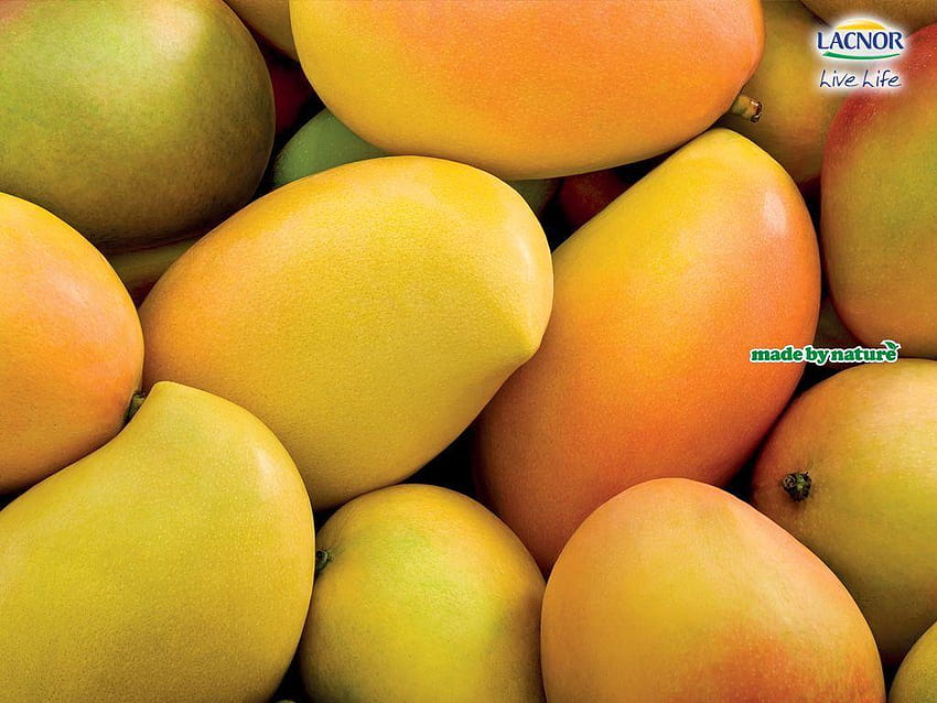 4 Mango, Quality Mango, Mango HQFX, alfanso mango tree full papel de parede HD