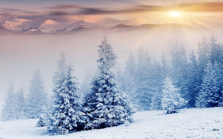 Beautiful Snowfall, fresh winter snow HD wallpaper | Pxfuel