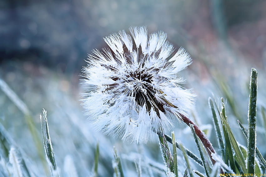 Frozen Winter Flower BestWallSitecom [3000x2003] for your , Mobile