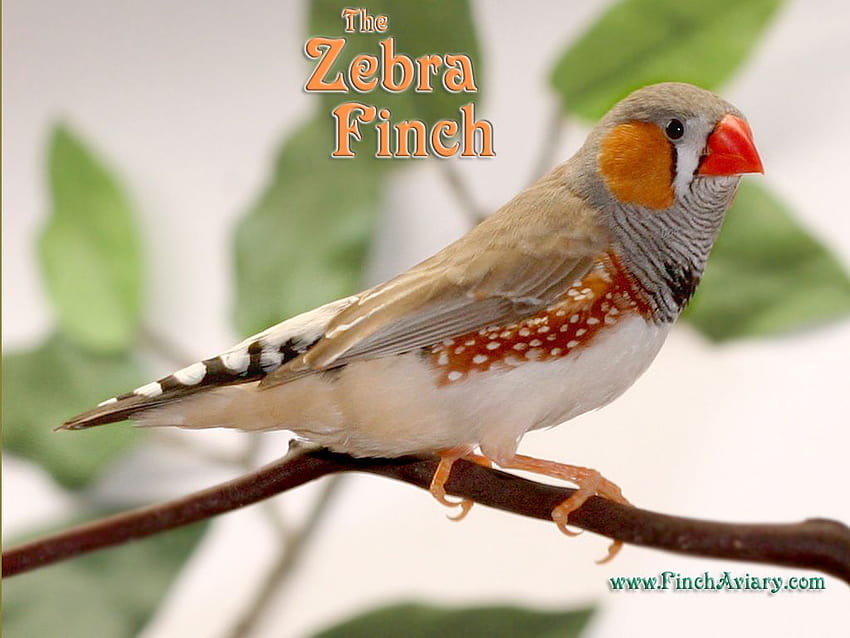 Finch Aviary, zebra finch HD wallpaper